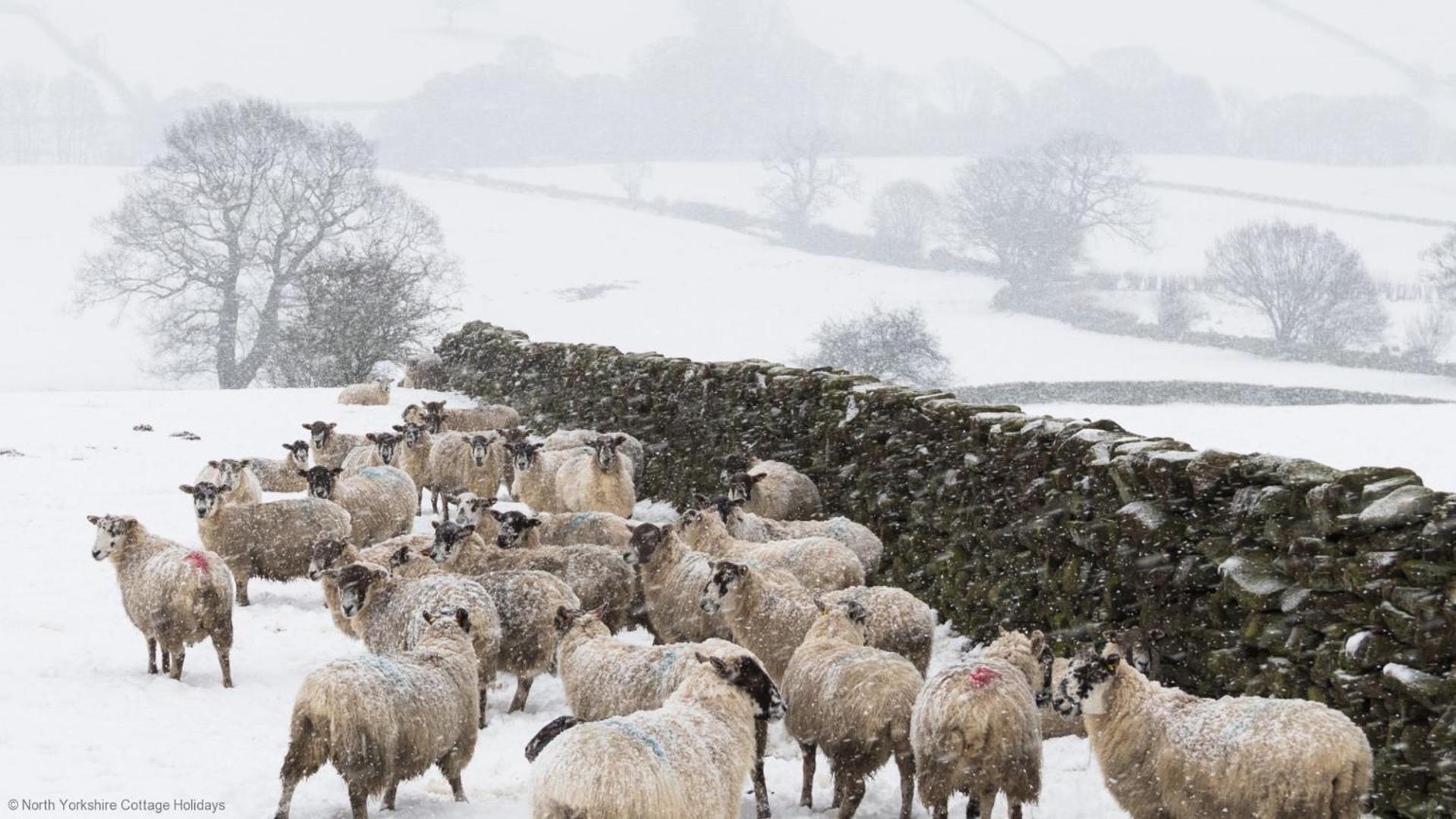 Picturesque Stone Cottage In The Heart Of North Yorkshire Village - Hideaway Cottage Eksteriør billede